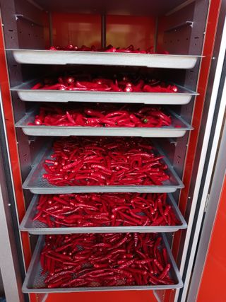 덕촌님의 고추 · 수확 작성글 사진