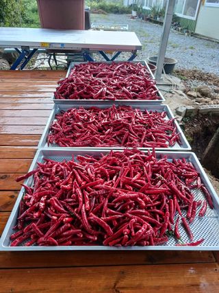 덕촌님의 고추 · 수확 작성글 사진