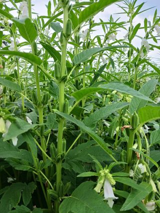 전만근님의 참깨 · 자유게시판 작성글 사진