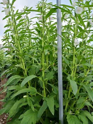 전만근님의 참깨 · 자유게시판 작성글 사진