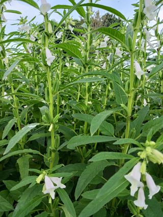 전만근님의 참깨 · 자유게시판 작성글 사진