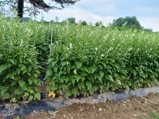 전만근님의 참깨 · 자유게시판 작성글 사진