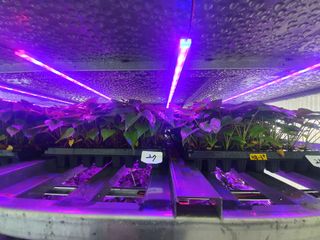 김동수님의 고구마 · 자유게시판 작성글 사진