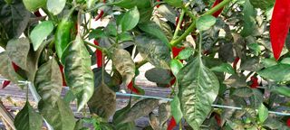 게으른농부님의 고추 · 병해충상담 작성글 사진