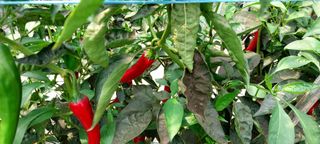 게으른농부님의 고추 · 병해충상담 작성글 사진