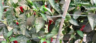 게으른농부님의 고추 · 병해충상담 작성글 사진