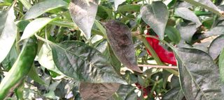 게으른농부님의 고추 · 병해충상담 작성글 사진