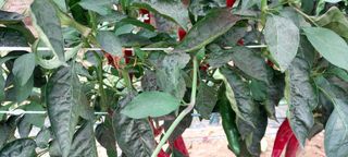 게으른농부님의 고추 · 병해충상담 작성글 사진