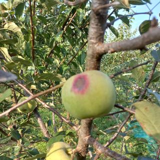 지실마을님의 사과 · 병해충상담 작성글 사진