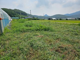 윤창기님의 배추 · 토양준비 작성글 사진