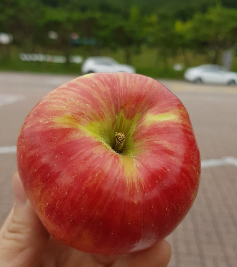 장터 상품 [달달  아삭한맛!! 홍로사과   5키로  13ㅡ15과 로얄과] 썸네일