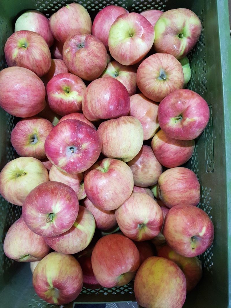 알 수 없음님의 장터 판매 상품 [달달  아삭한맛!! 홍로사과   5키로  13ㅡ15과 로얄과] 첨부 사진