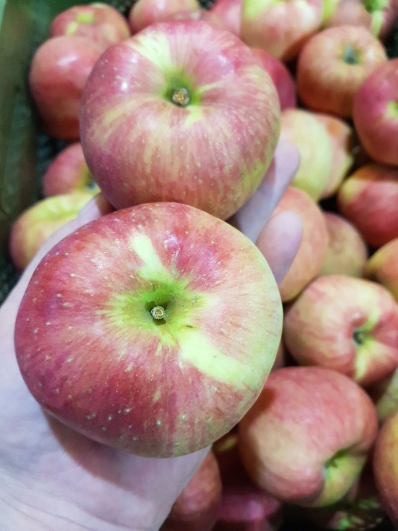 알 수 없음님의 장터 판매 상품 [달달  아삭한맛!! 홍로사과   5키로  13ㅡ15과 로얄과] 첨부 사진