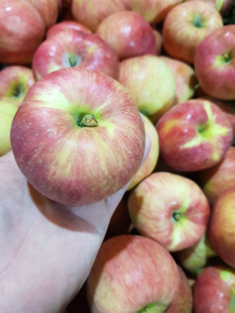 알 수 없음님의 장터 판매 상품 [달달  아삭한맛!! 홍로사과   5키로  13ㅡ15과 로얄과] 첨부 사진
