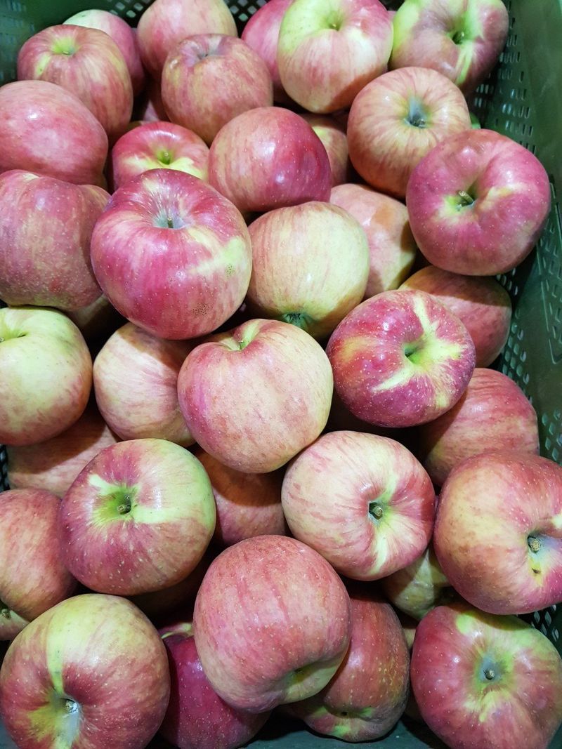 알 수 없음님의 장터 판매 상품 [달달  아삭한맛!! 홍로사과   5키로  13ㅡ15과 로얄과] 첨부 사진