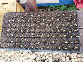 파키드&움메님의 콩 · 영농일지 작성글 사진