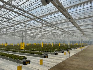 박근호님의 상추 · 자유게시판 작성글 사진