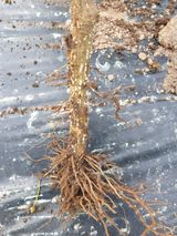 팜모닝 고추·병해충상담 게시글 이미지