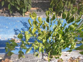 창공솔개님의 고추 · 병해충상담 작성글 사진