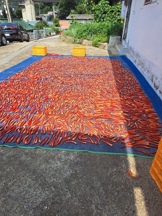 오문섭님의 고추 · 영농일지 작성글 사진