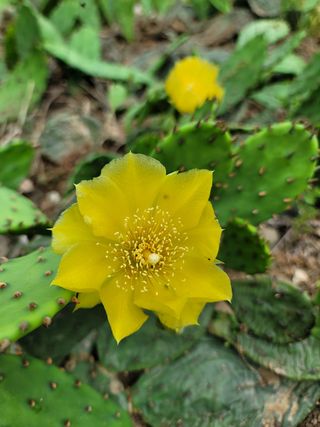 최명룡님의 기타작물 · 병해충상담 작성글 사진