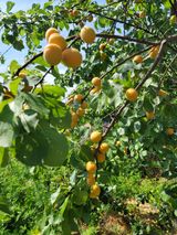 팜모닝 기타작물·병해충상담 게시글 이미지