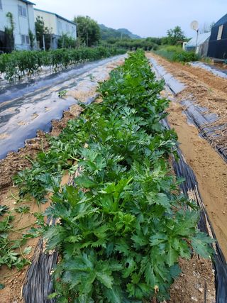 최명룡님의 기타작물 · 병해충상담 작성글 사진