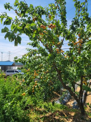 최명룡님의 기타작물 · 병해충상담 작성글 사진