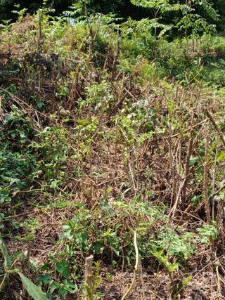 무료상담사 유근용님의 두릅 · 일상 작성글 사진