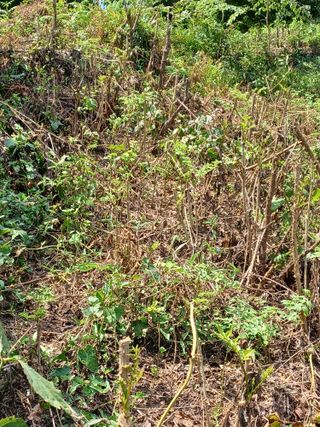 무료상담사 유근용님의 두릅 · 일상 작성글 사진