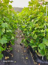 팜모닝 나의 농사 필수품 소개하기·참여글 게시글 이미지