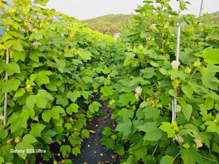 성원제님의 나의 농사 필수품 소개하기 · 참여글 작성글 사진