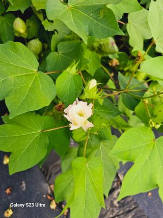 성원제님의 나의 농사 필수품 소개하기 · 참여글 작성글 사진