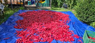 향적농원(정은상)님의 고추 · 수확 작성글 사진