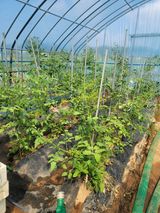 팜모닝 토마토·일상 게시글 이미지