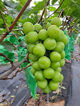 팜모닝 포도·자유게시판 게시글 이미지