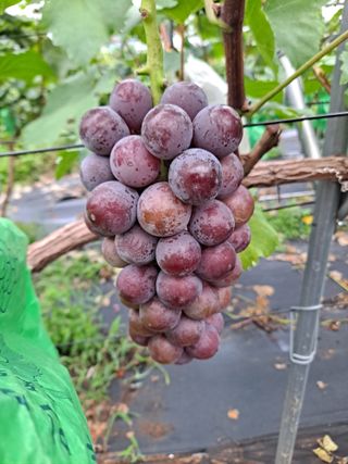 김문옥님의 포도 · 자유게시판 작성글 사진