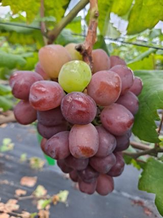 김문옥님의 포도 · 자유게시판 작성글 사진