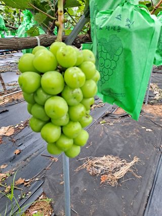 김문옥님의 포도 · 자유게시판 작성글 사진