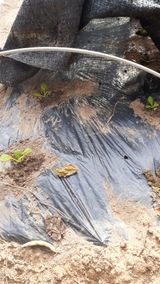 팜모닝 자유주제·자유게시판 게시글 이미지