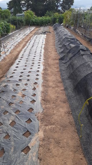 초보텃밭님의 자유주제 · 자유게시판 작성글 사진