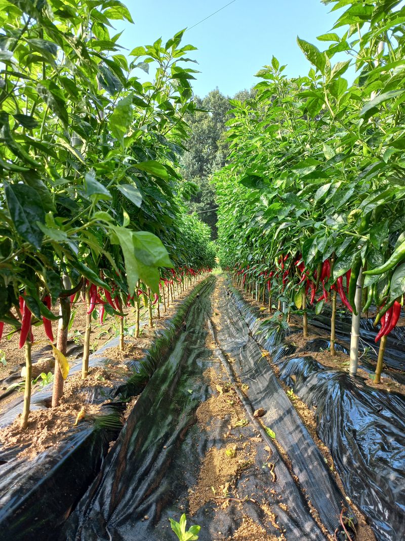 생거님의 장터 판매 상품 [1근6백그램] 첨부 사진