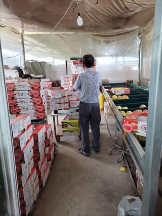 욕심내지말자님의 복숭아 · 자유게시판 작성글 사진