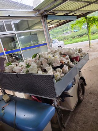 욕심내지말자님의 복숭아 · 자유게시판 작성글 사진