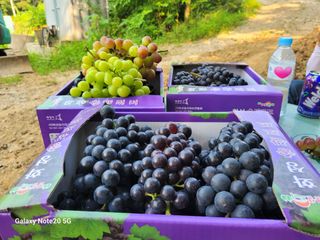해민농장님의 포도 · 자유게시판 작성글 사진