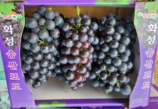 해민농장님의 포도 · 자유게시판 작성글 사진