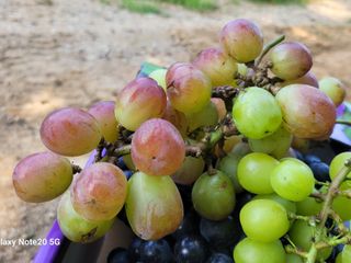 해민농장님의 포도 · 자유게시판 작성글 사진