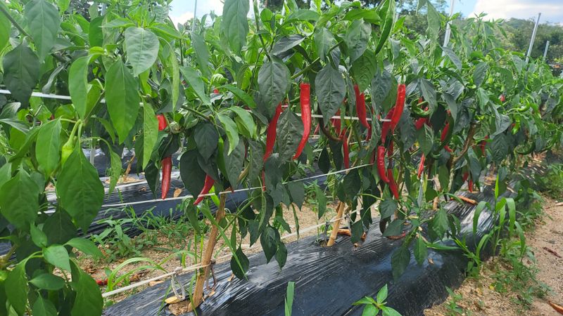 박현주님의 장터 판매 상품 [2023햇고추가루600g] 첨부 사진