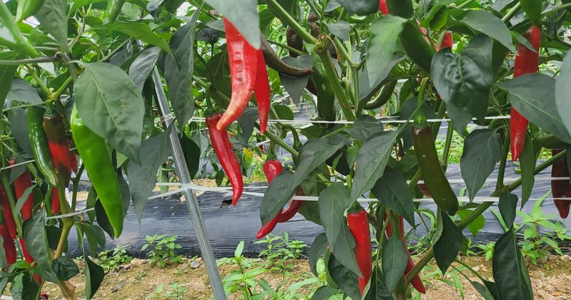 박현주님의 장터 판매 상품 [2023햇고추가루600g] 첨부 사진