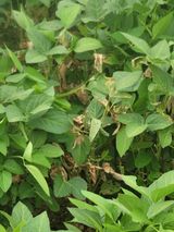 팜모닝 콩·병해충상담 게시글 이미지